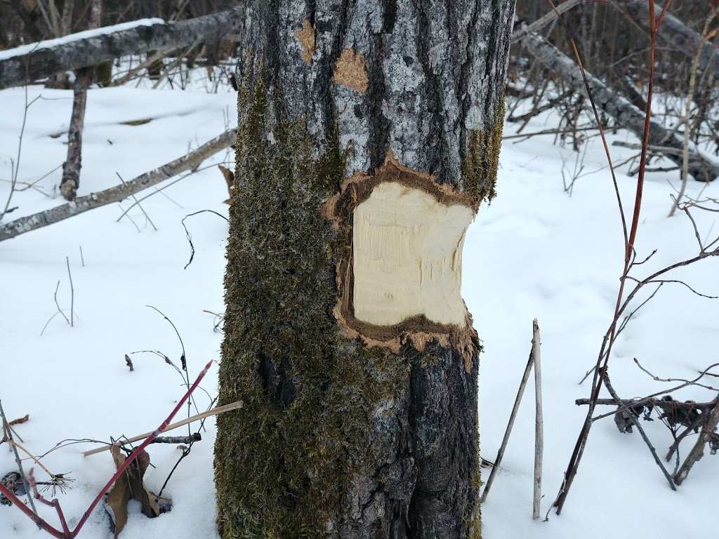 Grand Beach Cross Country Ski Trails | Unnamed Road, Grand Marais, MB R0E 0T0, Canada | Phone: (204) 754-5040