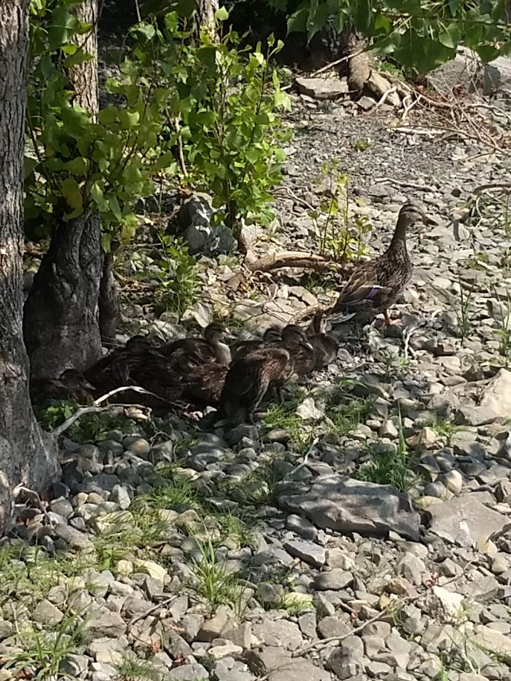 Stoney Point Park | Lachine, Montreal, QC H8T, Canada | Phone: (514) 872-0311