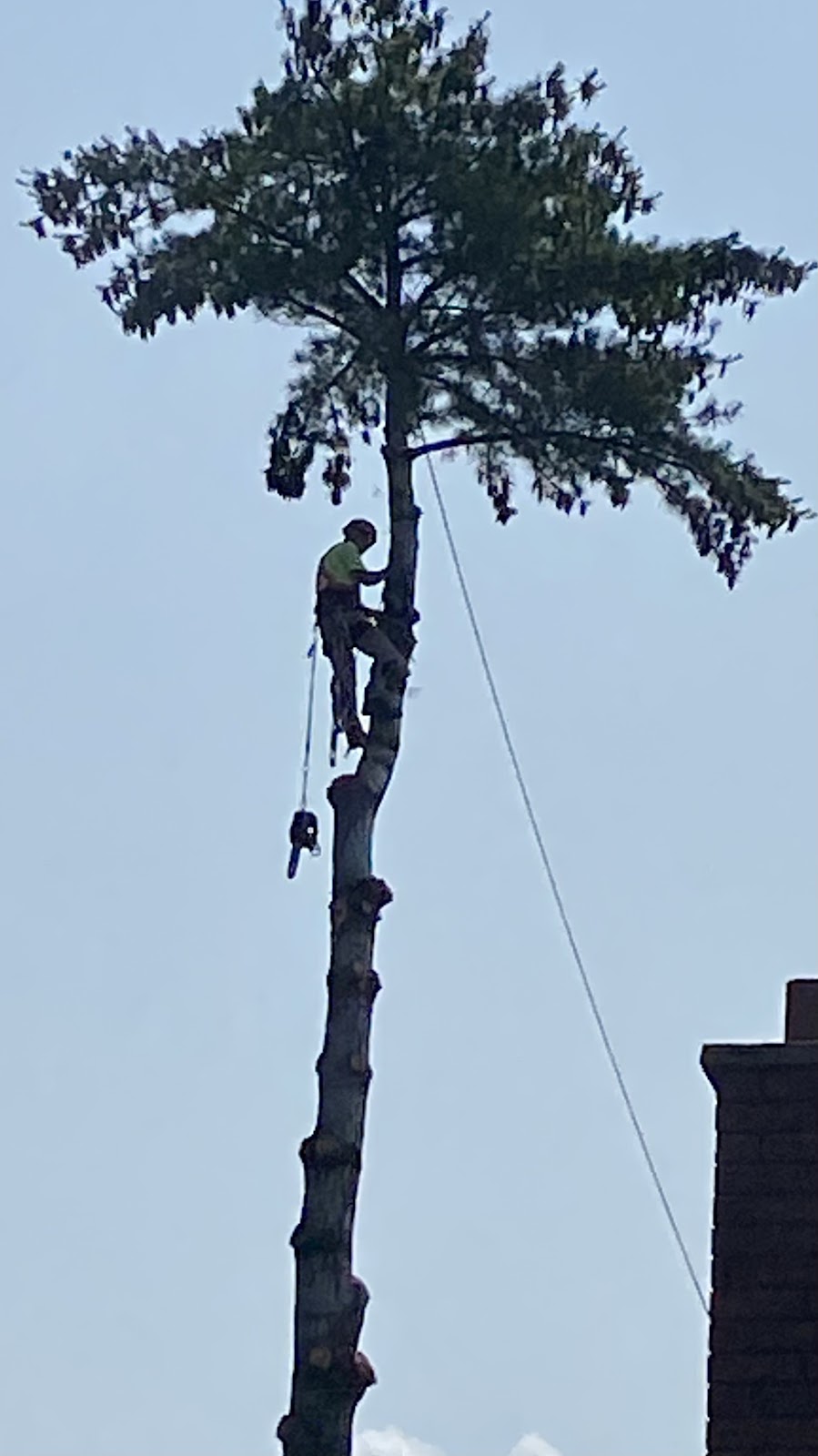 North Renfrew Tree Services Ltd | 11958 Round Lake Rd, Pembroke, ON K8A 6W8, Canada | Phone: (613) 732-5228