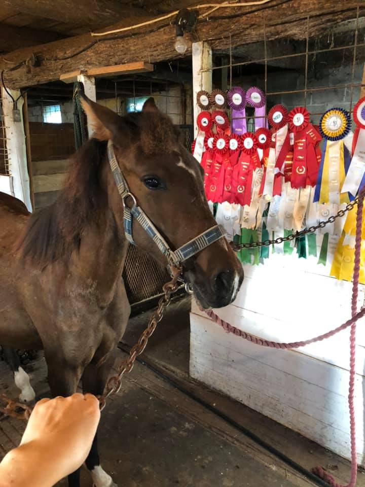 Aisling Farms | 202045, ON-21, Owen Sound, ON N4K 5N7, Canada | Phone: (519) 377-7031
