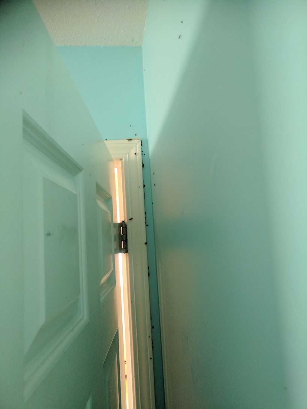 All Green Pest Control Ltd. | 7228 Winston St #2, Burnaby, BC V5A 2G9, Canada | Phone: (604) 990-0100