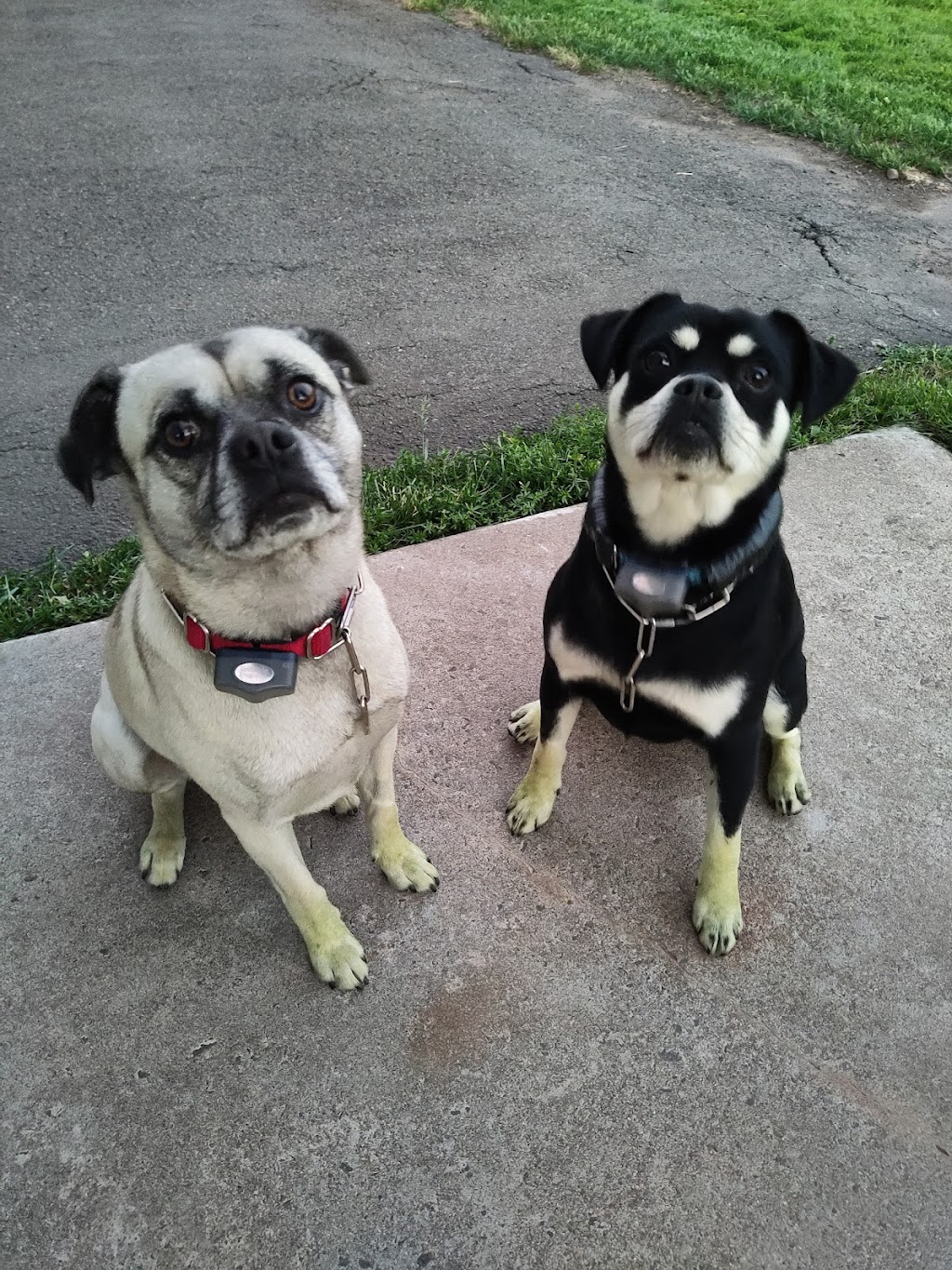 Figue & Pepper Veterinary Clinic / Clinique Vétérinaire | 4578 Rue Principale, Saint-Antoine, NB E4V 1R4, Canada | Phone: (506) 525-2000