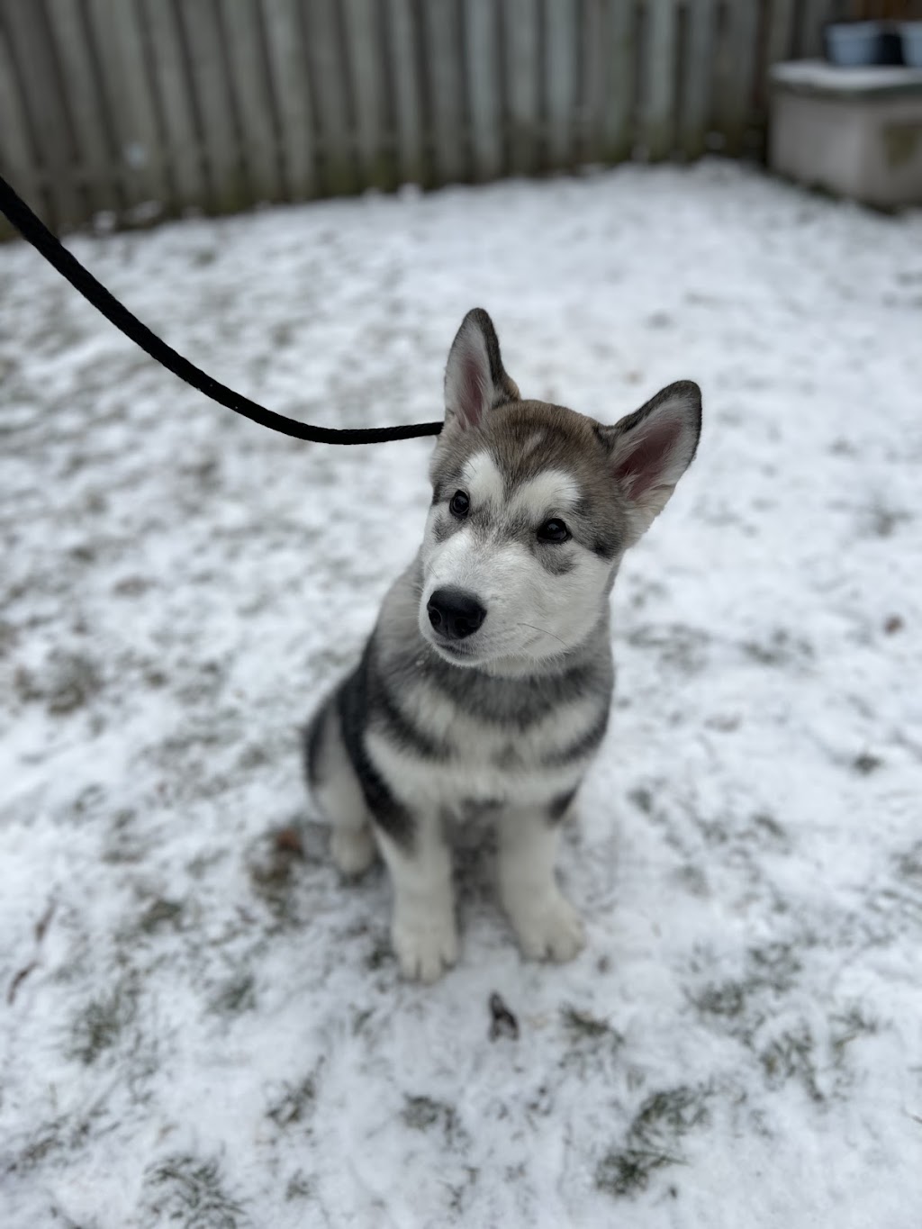 APEX Canine Training Academy, Woodstock | 380 Norwich Ave, Woodstock, ON N4S 3W3, Canada | Phone: (647) 272-6209