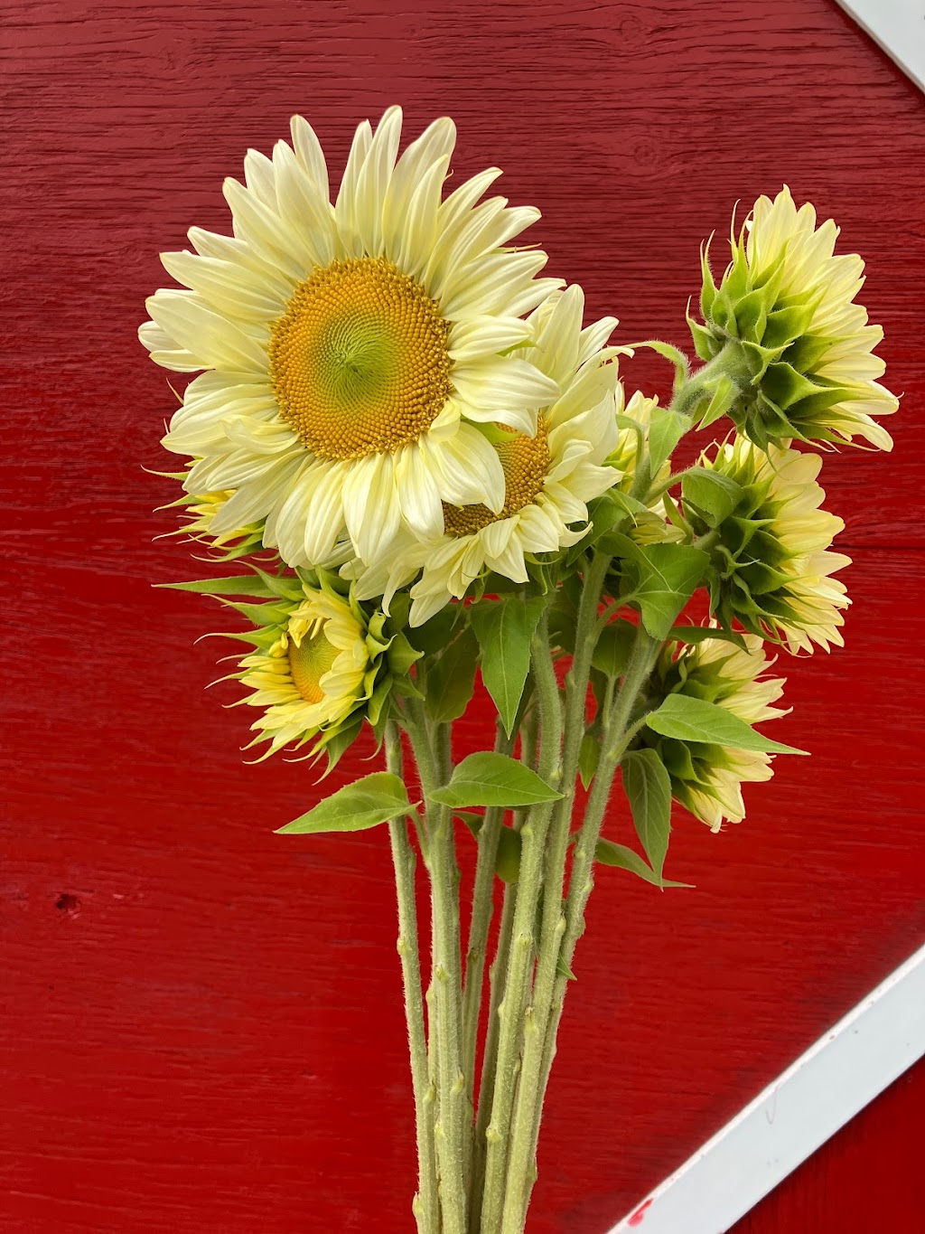 La Petite Ferme Florale | 650 Chem. de Lavaltrie, Lavaltrie, QC J5T 3K8, Canada | Phone: (514) 839-2635