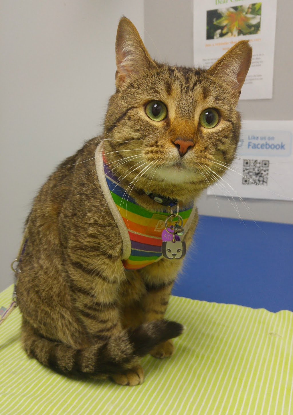 Castleridge Veterinary Clinic | 55 Castleridge Blvd NE #126, Calgary, AB T3J 3J8, Canada | Phone: (403) 280-1585