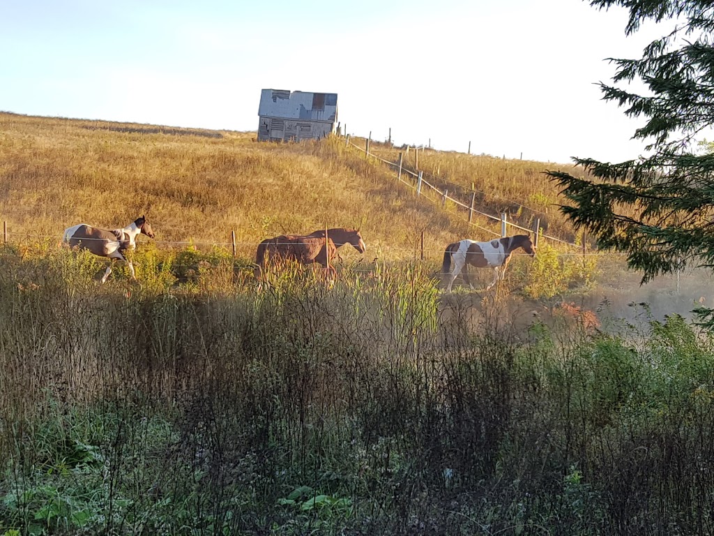 Safe Haven Ranch | 3662 Indian Rd, Shubenacadie, NS B0N 2H0, Canada | Phone: (902) 814-7492