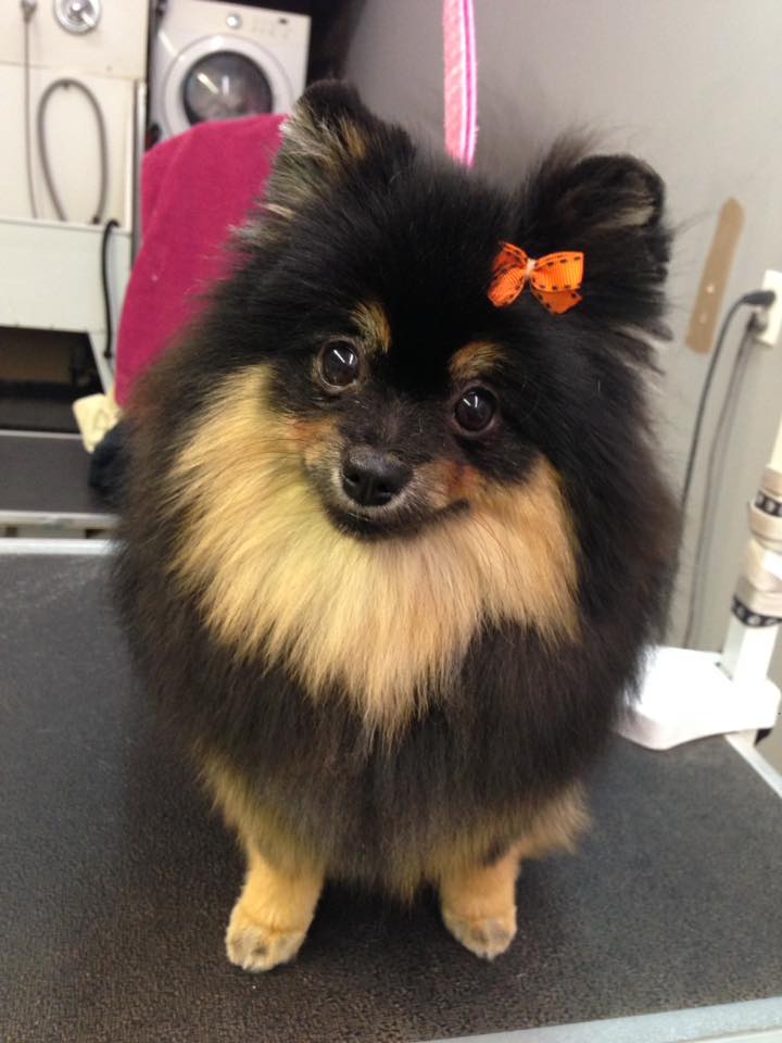 Mystic Pawz Dog Grooming | Midnapore, Calgary, AB T2X 1C7, Canada | Phone: (403) 251-7297