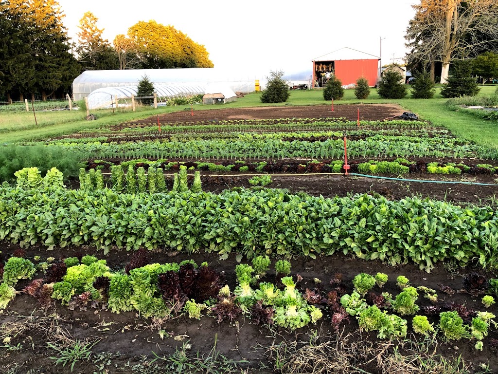 Milky Way Farm | 484872 Sweaburg Rd, Woodstock, ON N4S 7V6, Canada | Phone: (647) 268-0300