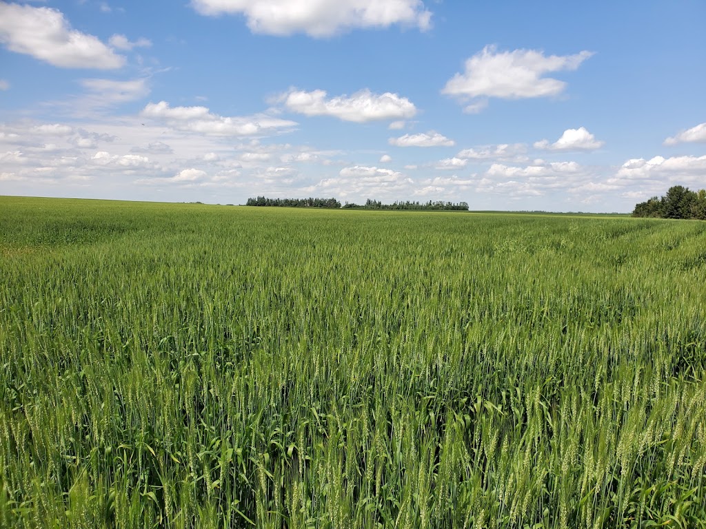 Holmstrom Seed Farms | Township Rd 450, Killam, AB T0B 2L0, Canada | Phone: (780) 385-5330