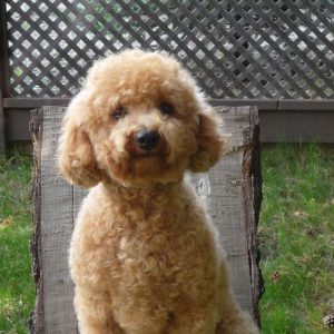 Canadoodle Australian Labradoodles | 2235 Carson Rd, Grand Forks, BC V0H 1H4, Canada | Phone: (250) 442-2957