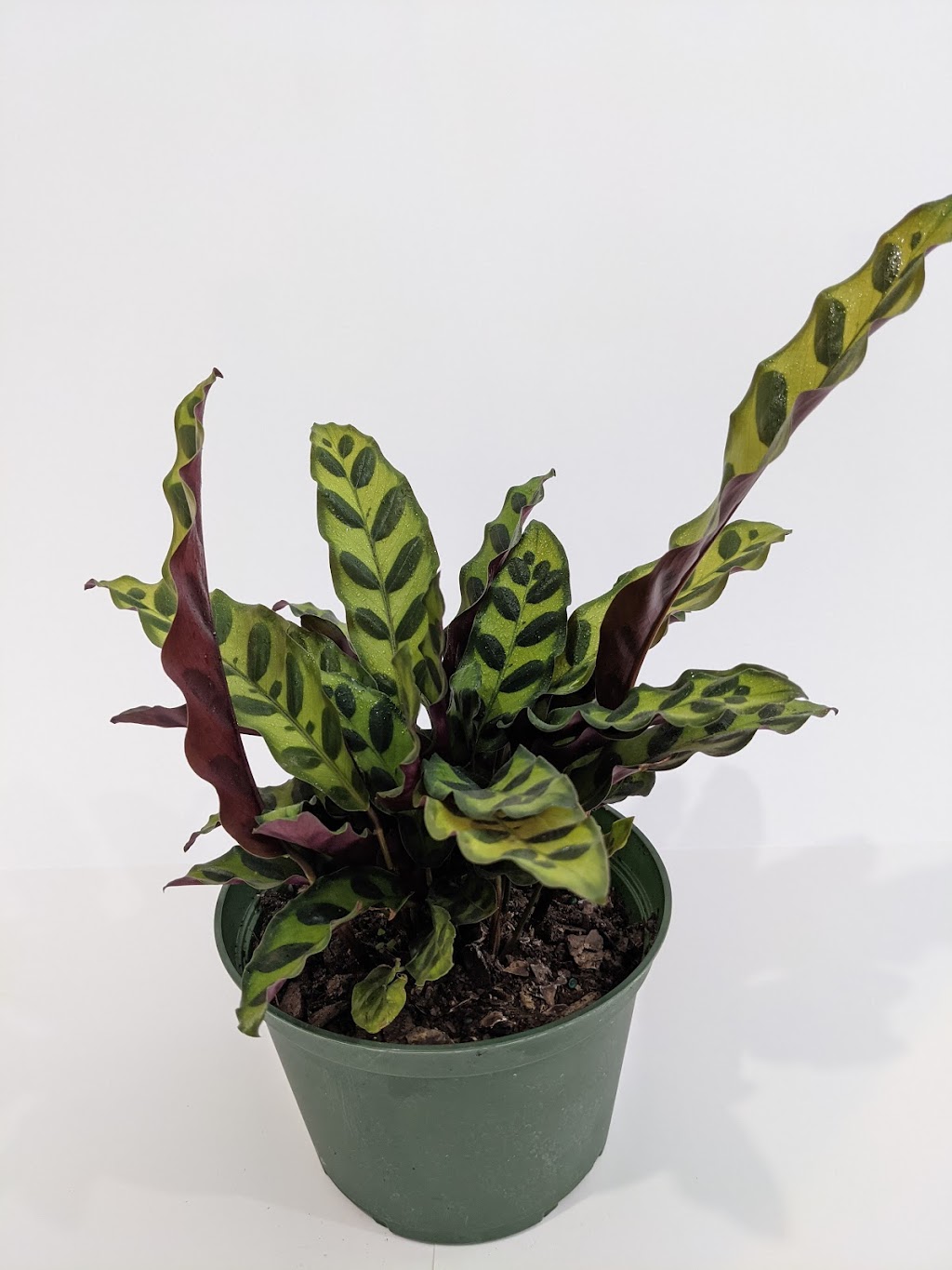 Tropical North Plants | 180 Cundles Rd W, Barrie, ON L4N 5N2, Canada | Phone: (705) 710-4212