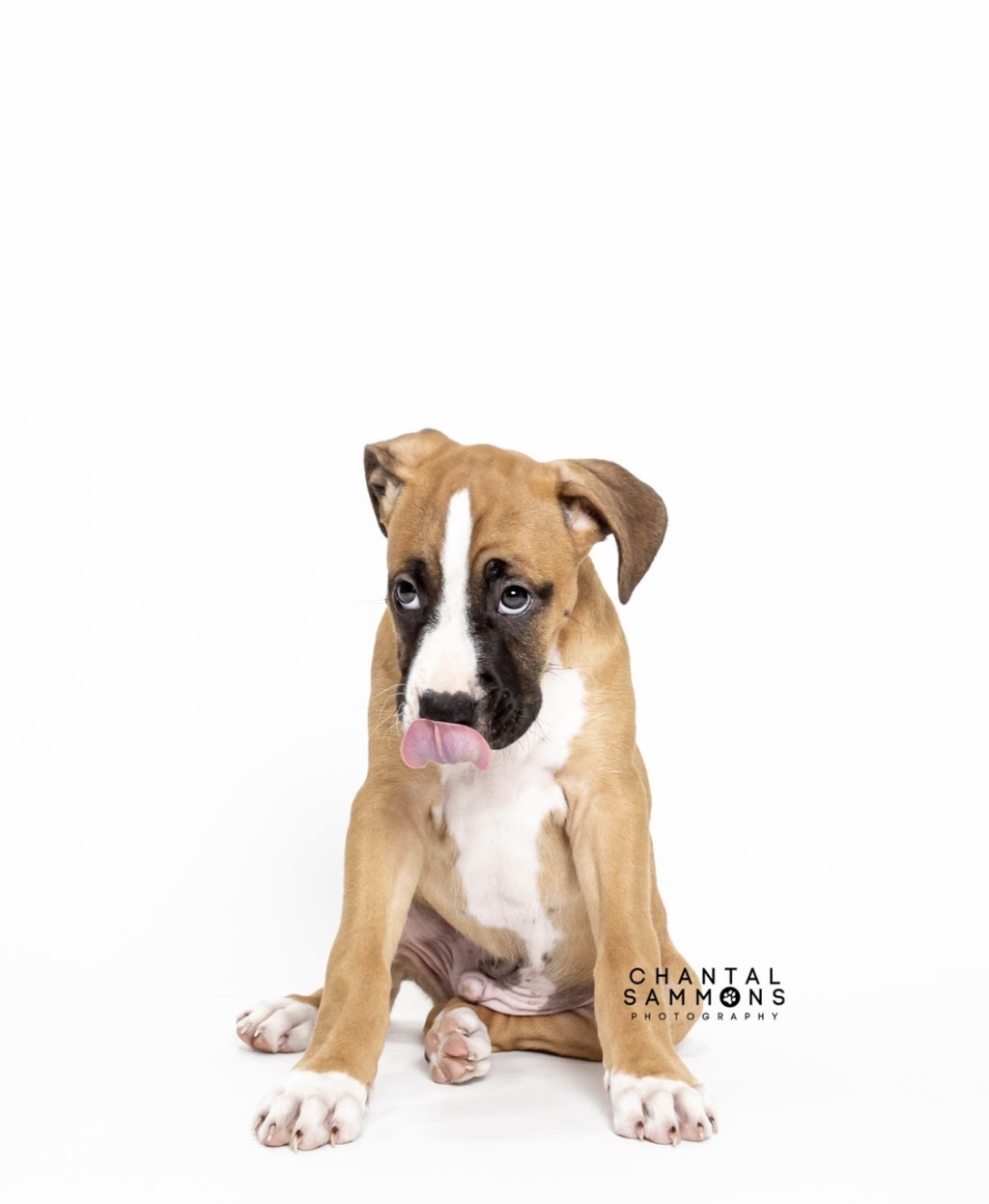 Chantal Sammons Pet Photography | 14 Westfield Dr, Whitby, ON L1P 0E7, Canada | Phone: (647) 269-1818