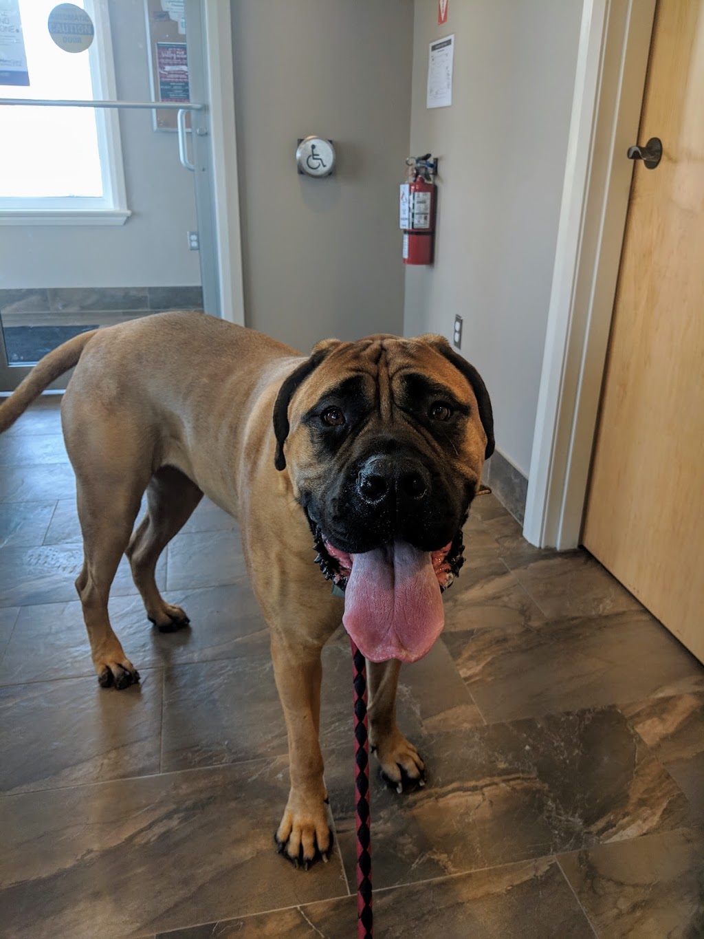 West Carleton Animal Hospital | 3710 Carp Rd, Carp, ON K0A 1L0, Canada | Phone: (613) 839-1115