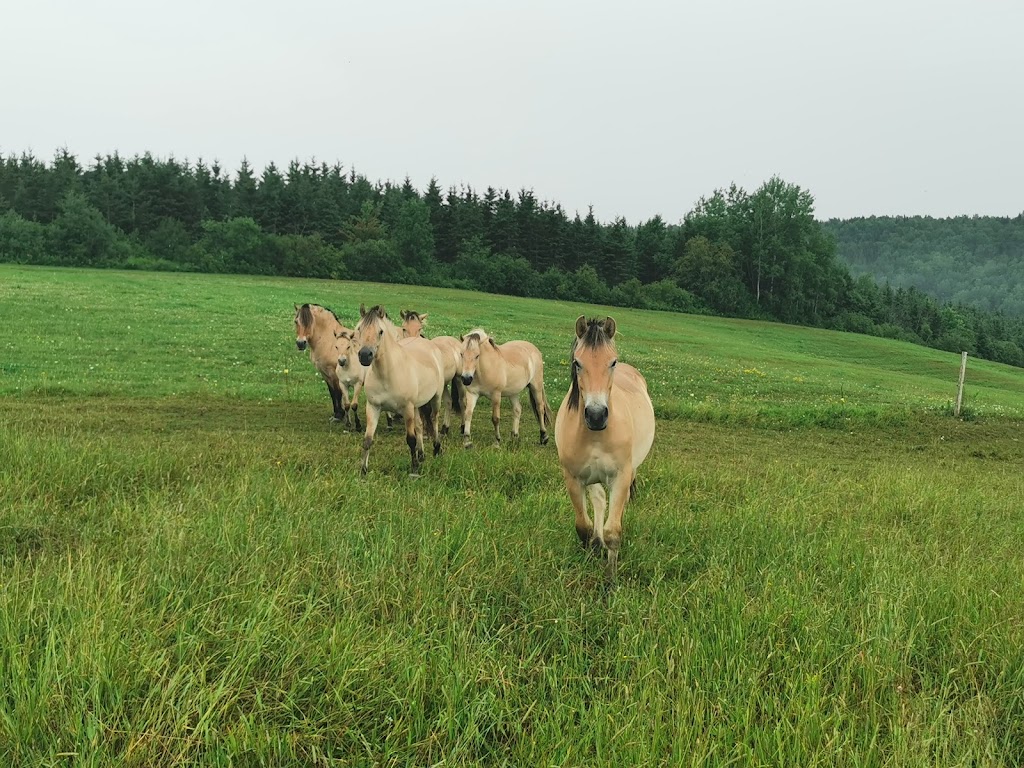 Area Equestrian Boisvert | 265 Chem. Principal, Lac-Drolet, QC G0Y 1C0, Canada | Phone: (418) 633-1816