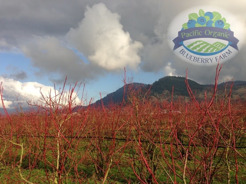 Pacific Organic Blueberry Farm | 34945 Hallert Rd, Abbotsford, BC V3G 1R3, Canada | Phone: (778) 982-9426