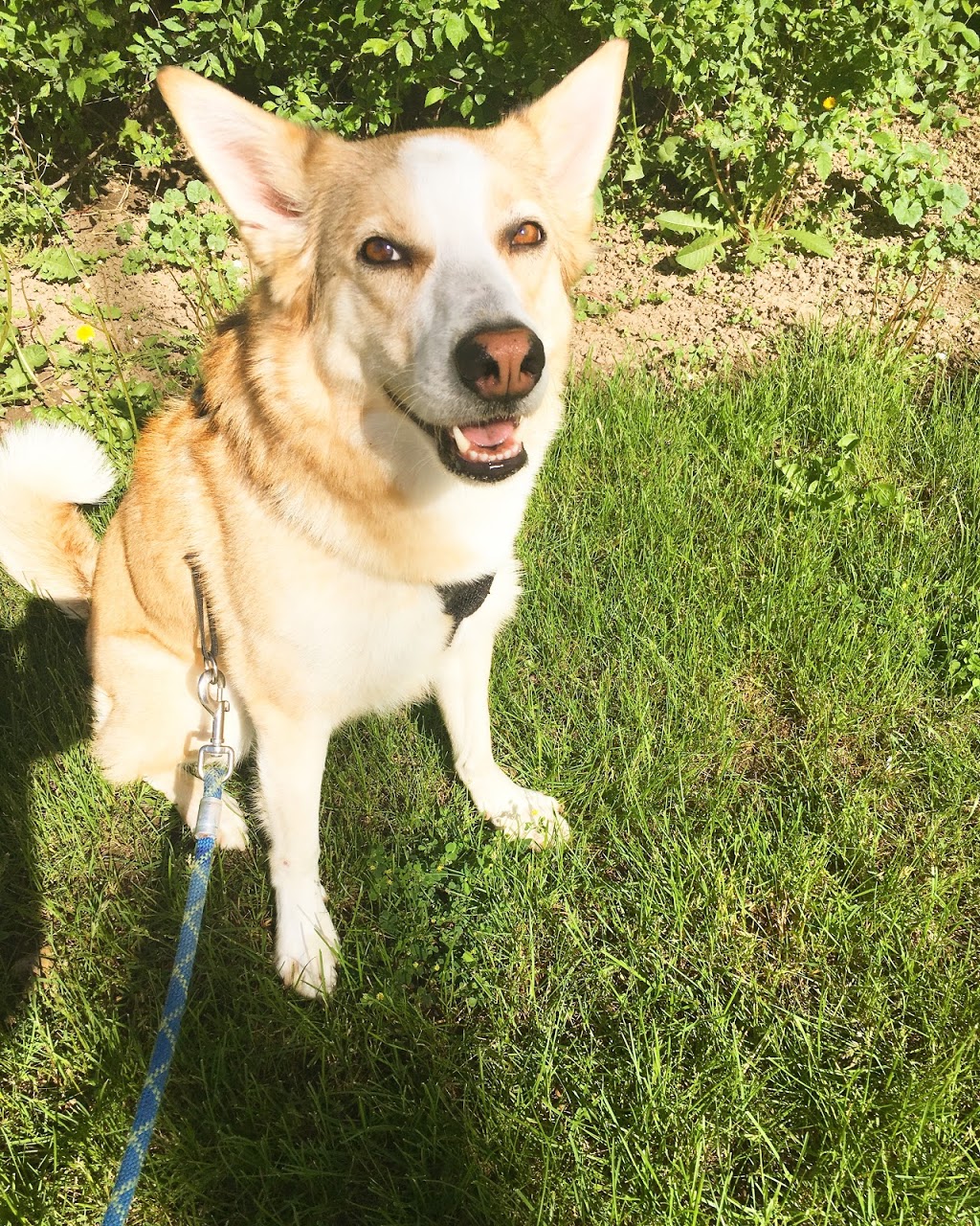 All Seasons Kennels | 557 Rymal Rd E, Hamilton, ON L8W 1B4, Canada | Phone: (905) 385-9144