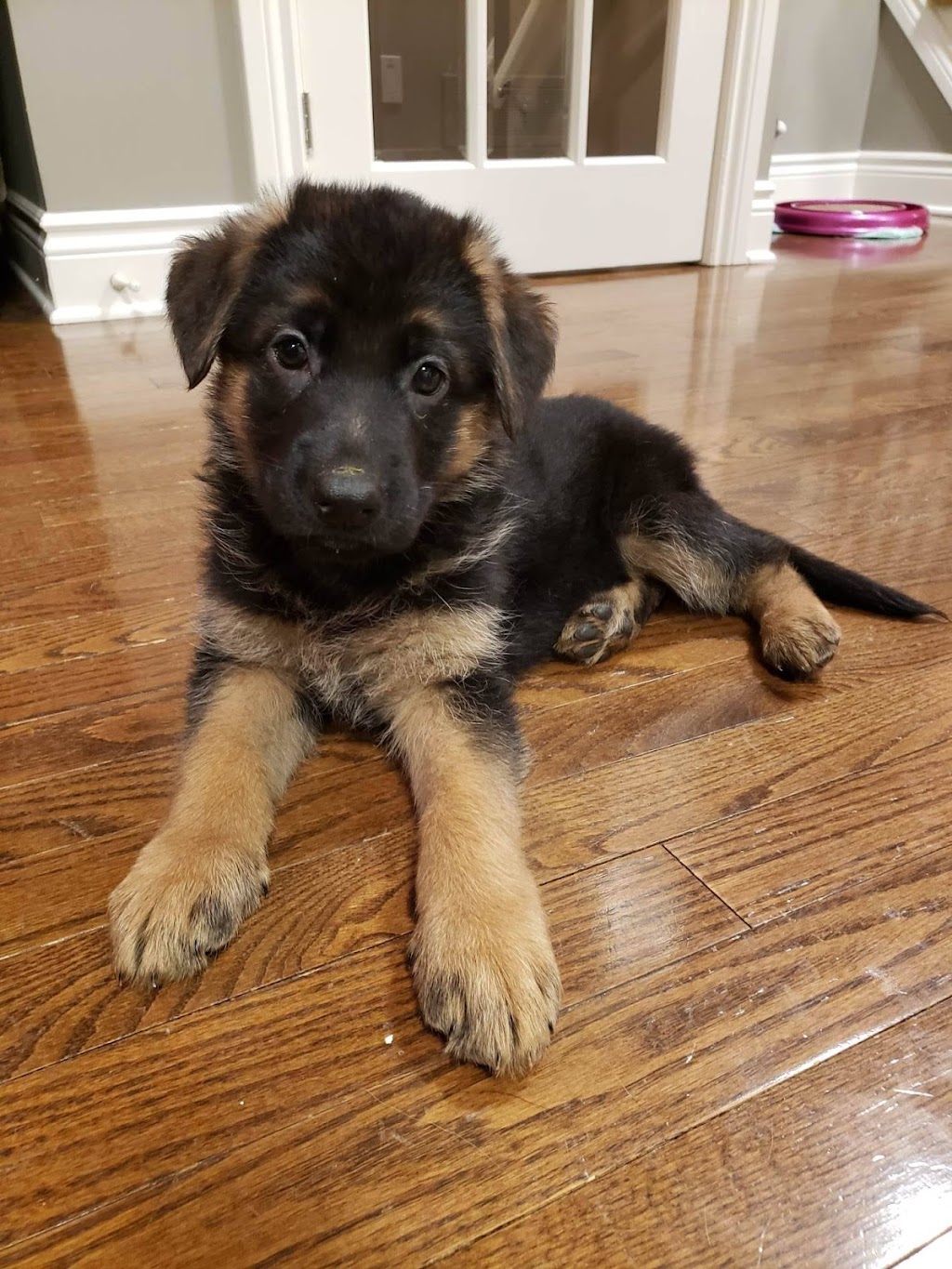 Summerlines German Shepherds | 8 Alden St, Hannon, ON L0R 1P0, Canada | Phone: (905) 805-4242