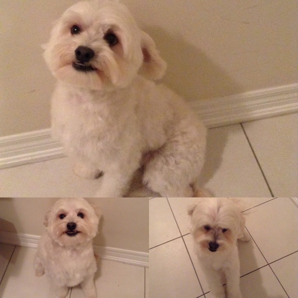 Mobile Pet SPaw | 47 Coastline Dr, Brampton, ON L6Y 0T6, Canada | Phone: (647) 708-7897