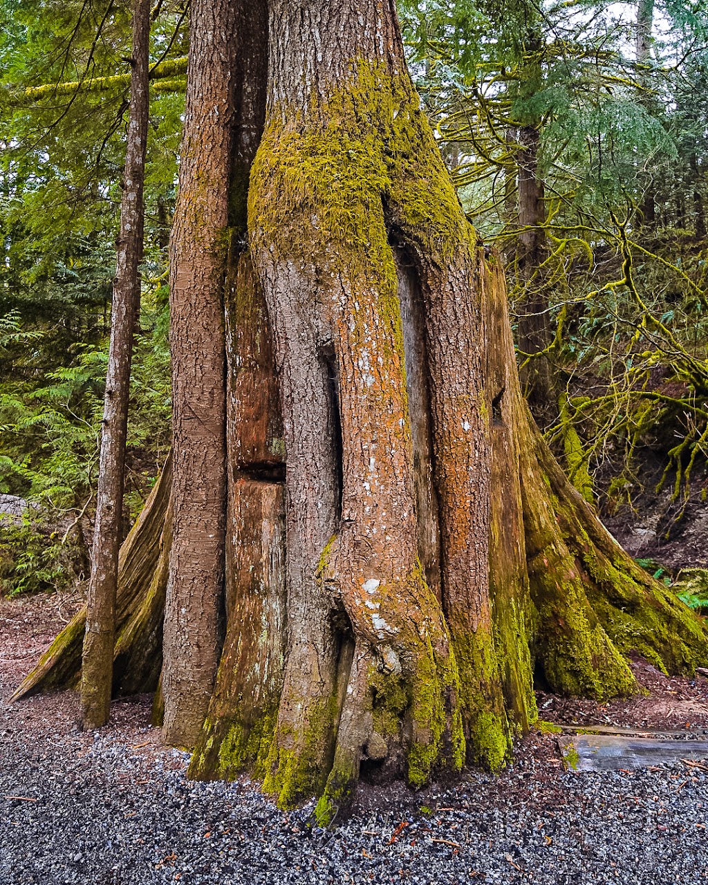 Shannon Falls Provincial Park | BC-97, Squamish-Lillooet D, BC V0N 1T0, Canada | Phone: (800) 689-9025
