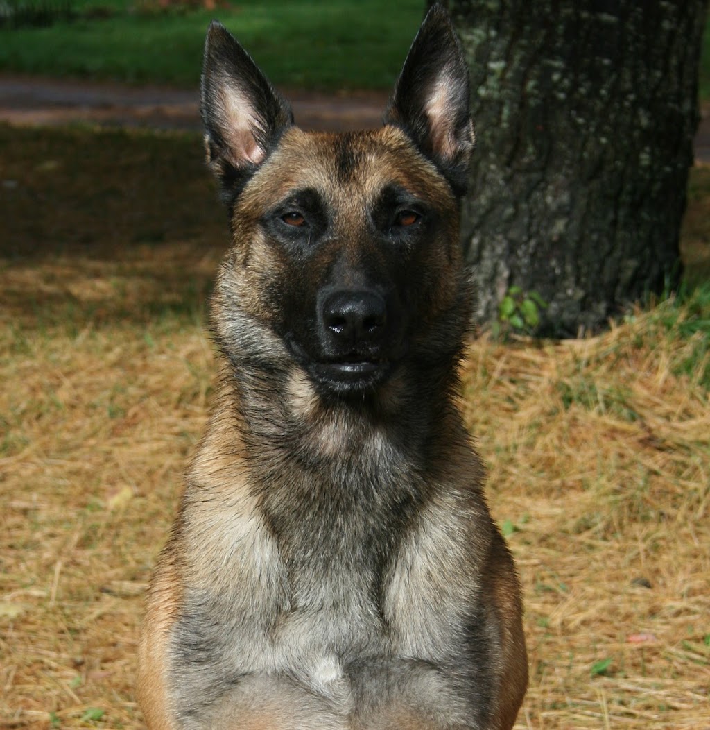 Unleashed Potential K9 | 22 Myrtle St, Stratford, PE C1B 2W2, Canada | Phone: (902) 367-3647