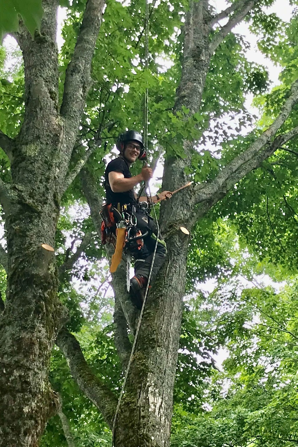 Maritime Tree Consultants Ltd. | 5212 NB-105, Whites Cove, NB E4C 3G6, Canada | Phone: (506) 498-9253
