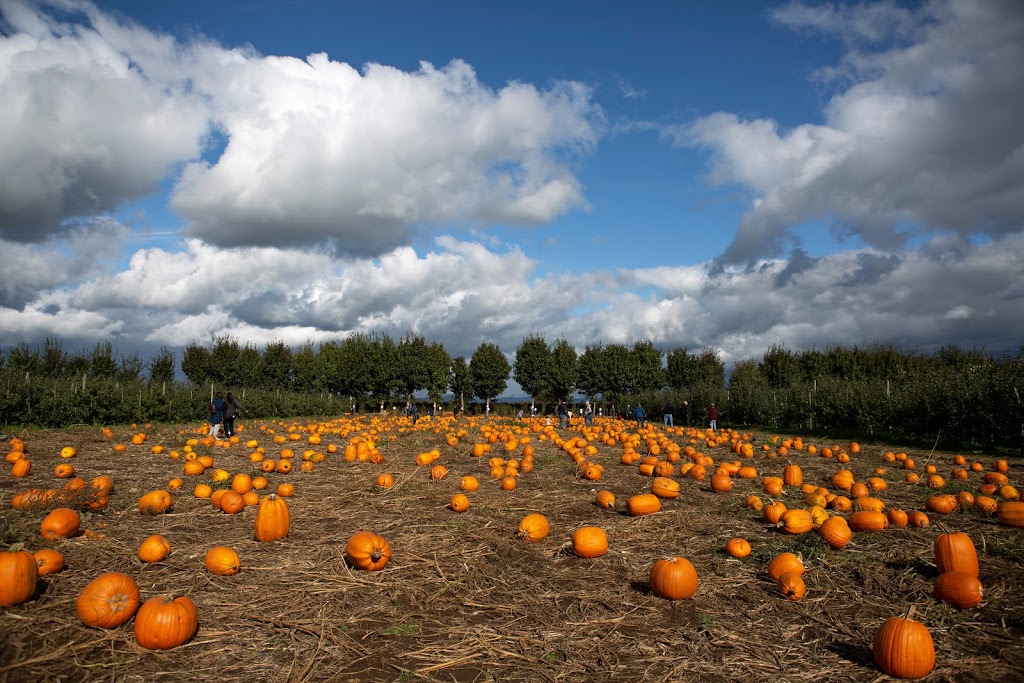 Applebarn Pumpkin Farm (Taves Farms) | 333 Gladwin Rd, Abbotsford, BC V2S 8A7, Canada | Phone: (604) 853-3108