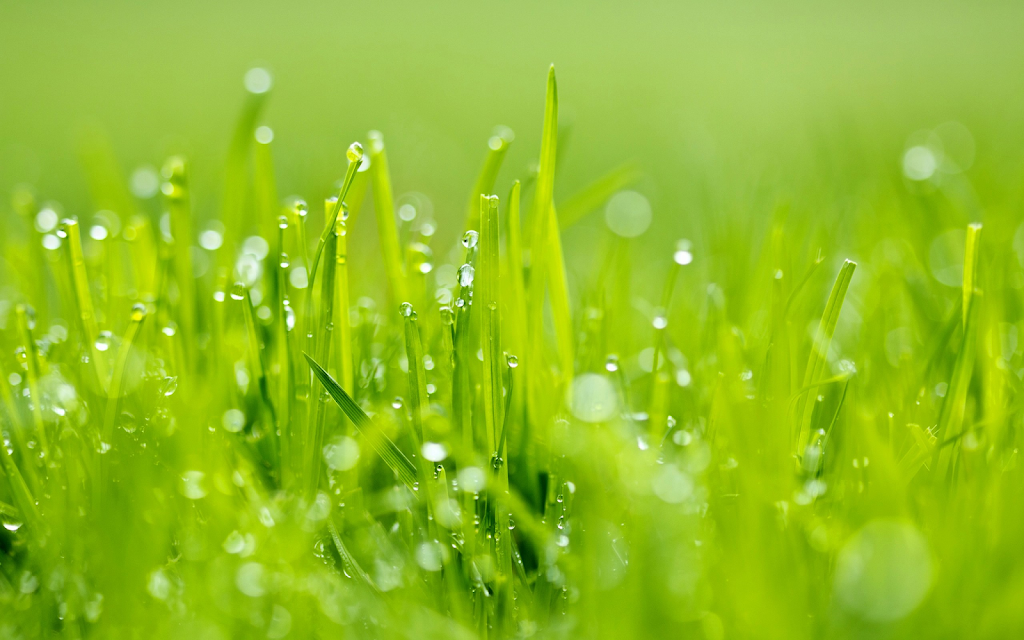 Green Unlimited | 2709 Stevenage Dr, Ottawa, ON K1G 3N2, Canada | Phone: (613) 744-7336