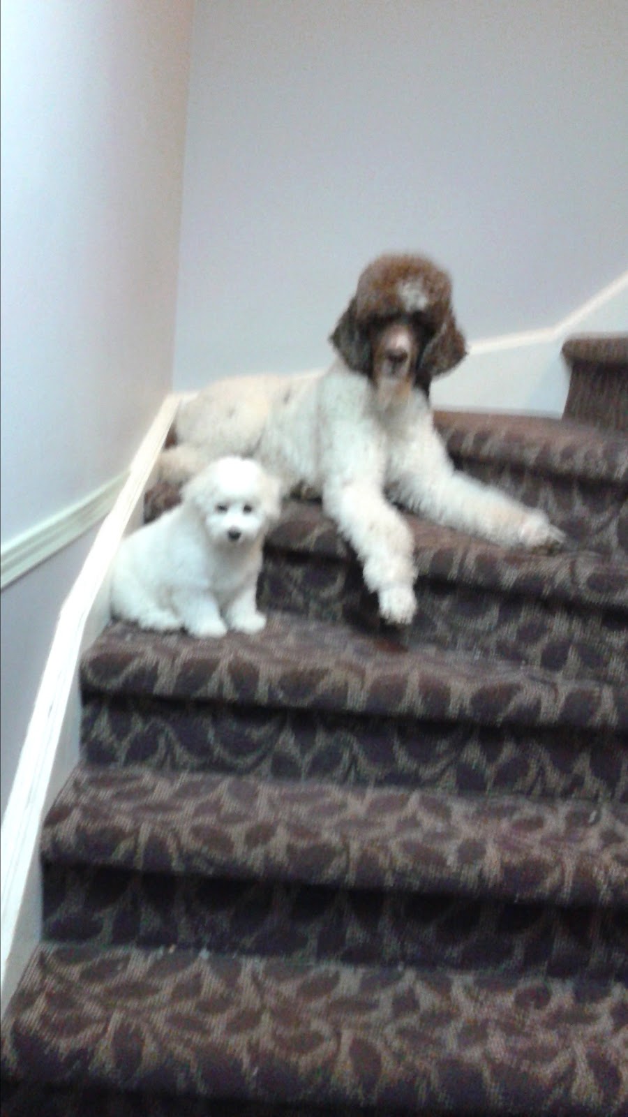 The Clean Dog | 1045 Ward St, Bridgenorth, ON K0L 1H0, Canada | Phone: (705) 292-9823