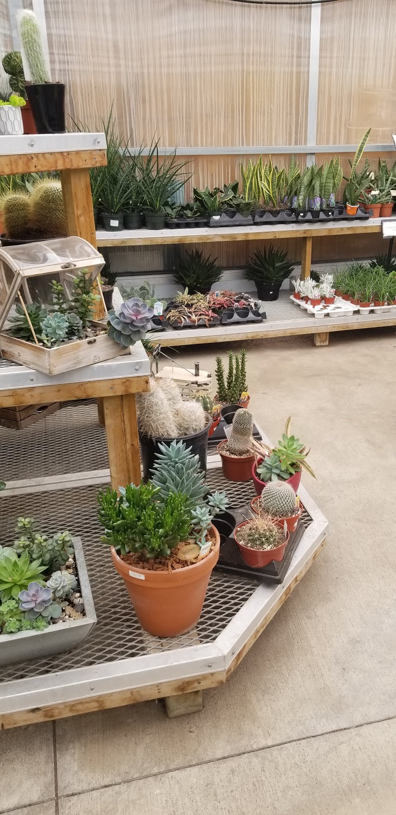 Westland Greenhouses | 10133 Lakeshore Rd, Grand Bend, ON N0M 1T0, Canada | Phone: (519) 238-1321