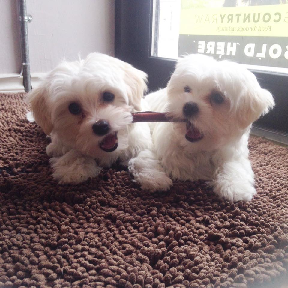 Quirks Pets | 1223 Broadview Ave, East York, ON M4K 2T2, Canada | Phone: (647) 340-0717