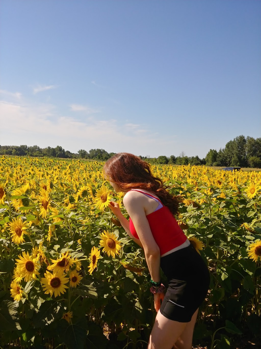 Cheer Farms | 365 Main St, Brighton, ON K0K 1H0, Canada | Phone: (613) 475-1717
