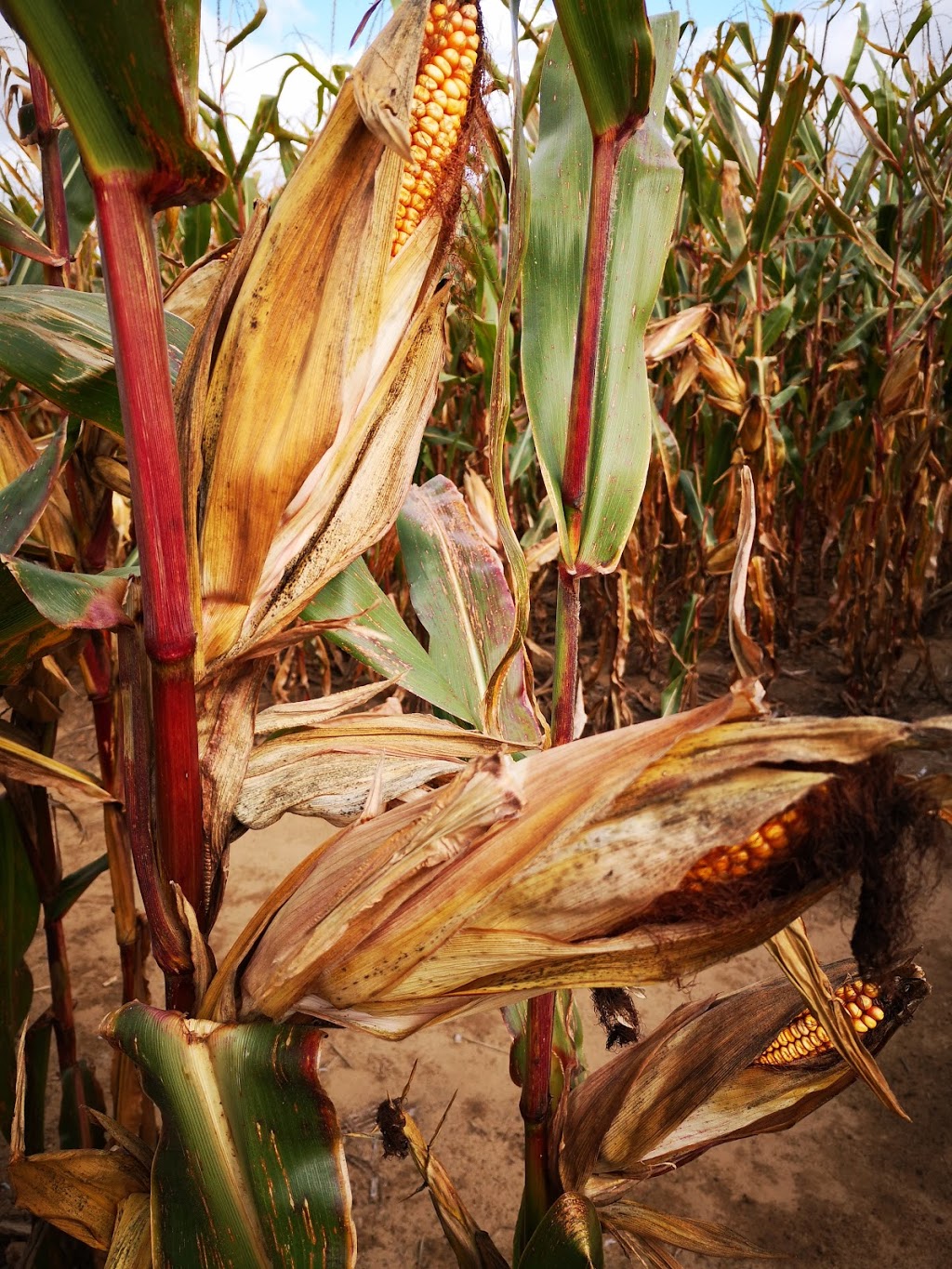 Wagon Wheel Produce & Corn Maze | 1371 Charlotteville Rd 7, Simcoe, ON N3Y 4K5, Canada | Phone: (519) 429-3443