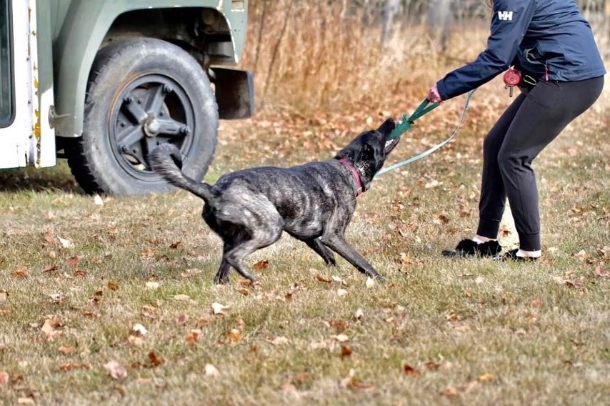 Paws Unleashed AB | 45076 AB-11, Condor, AB T0M 0P0, Canada | Phone: (403) 304-9738