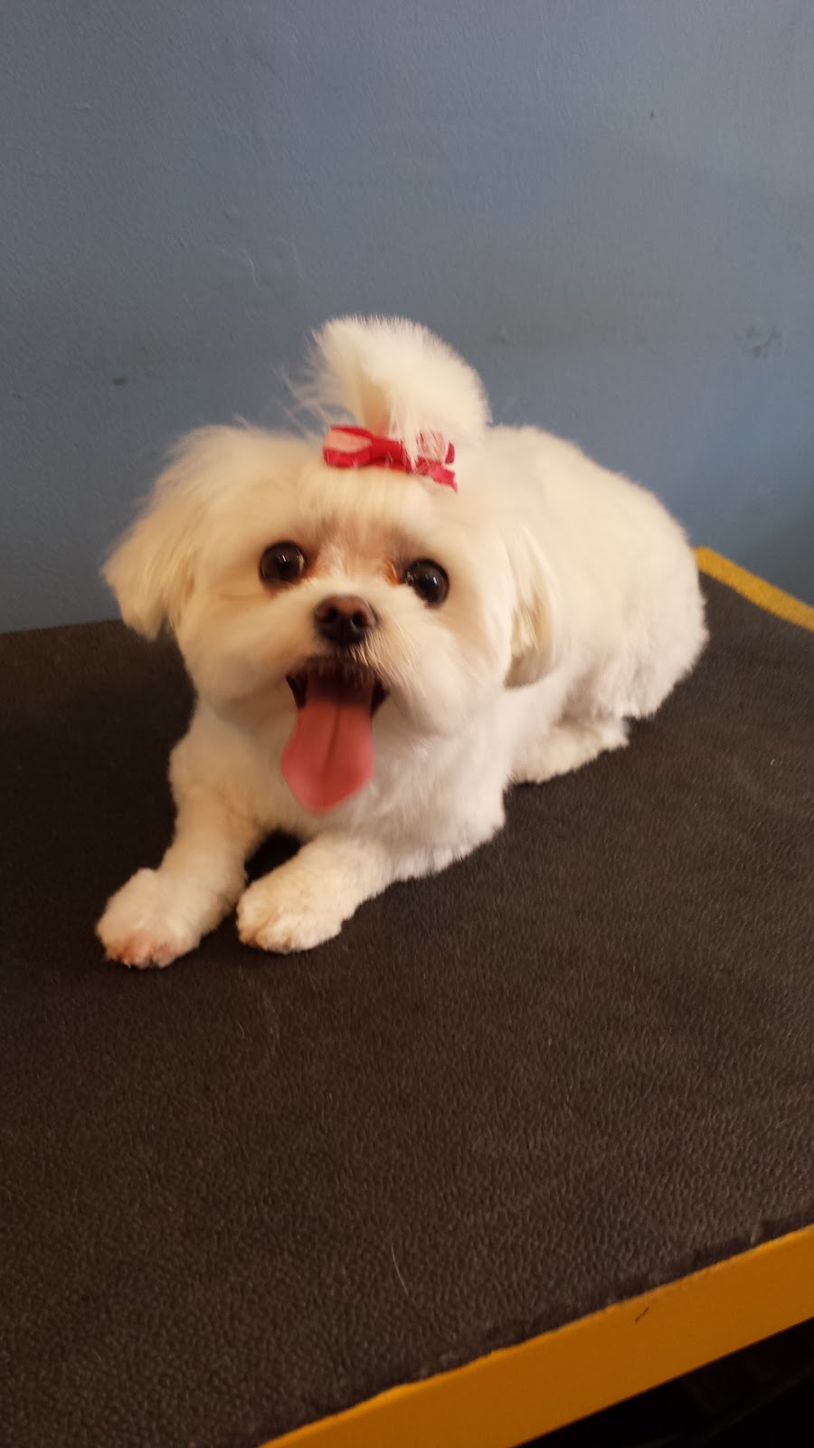 Bark And Purr Pet Grooming | 310 Wharncliffe Rd S, London, ON N6J 2L7, Canada | Phone: (519) 601-4777