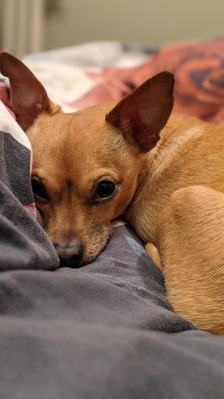 Kensington Animal Hospital | 6620 Hastings St, Burnaby, BC V5B 1S2, Canada | Phone: (604) 291-8387