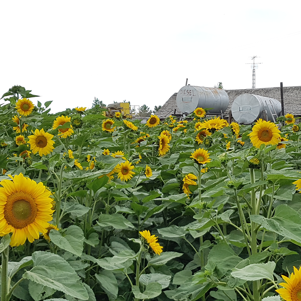 DNA Gardens | 35344 Range Rd 230, Elnora, AB T0M 0Y0, Canada | Phone: (403) 773-2489