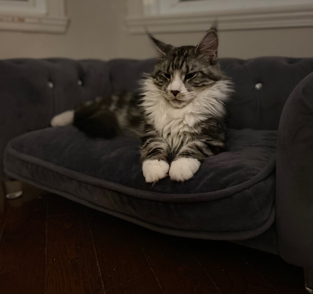 Chatterie Lovin’ coon cattery | Rue des Explorateurs, Vaudreuil-Soulanges, QC J7T 0A3, Canada | Phone: (514) 258-7068