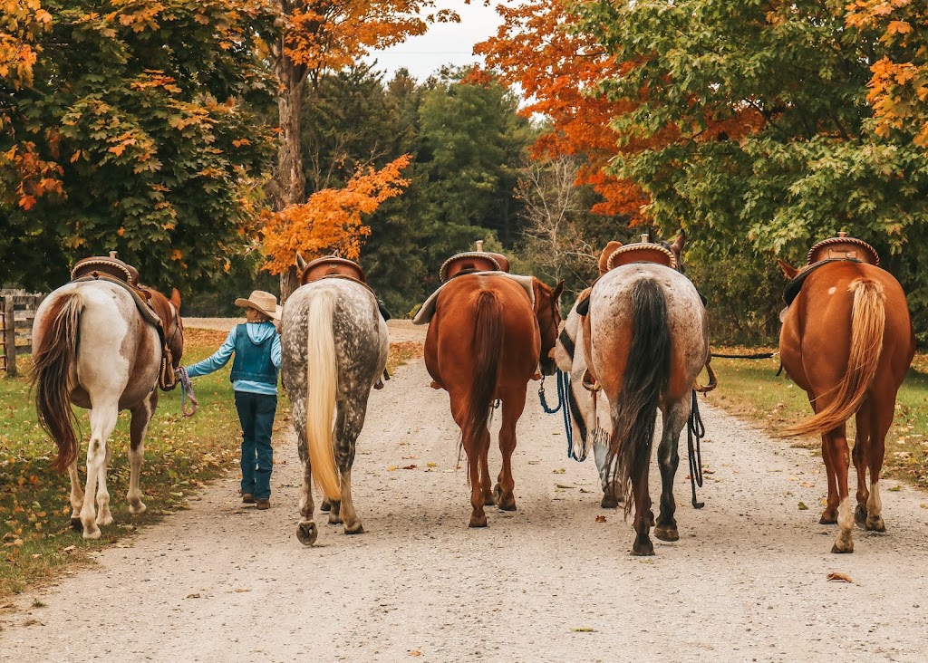 ABC Equestrian | 524239 Curry Rd, Ingersoll, ON N5C 3J8, Canada | Phone: (519) 709-1439