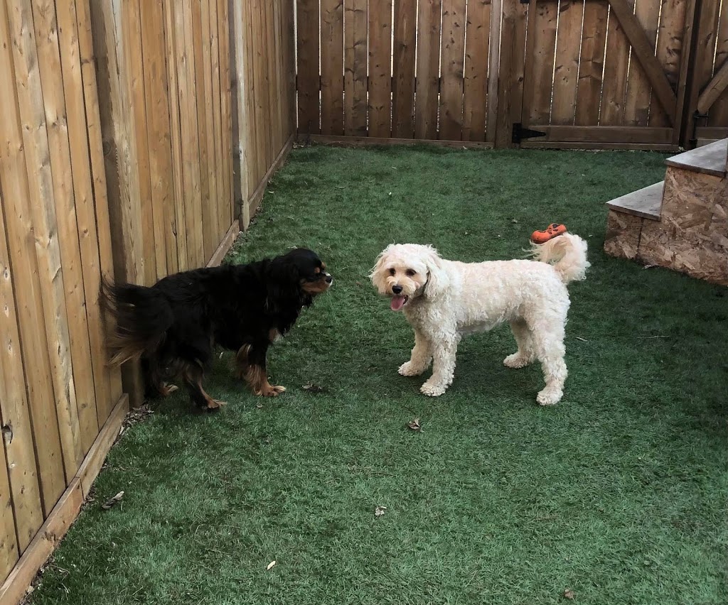 Pooch Haven Grooming & Doggie Daycare | 4297 Golf Club Rd, Hannon, ON L0R 1P0, Canada | Phone: (905) 388-0132
