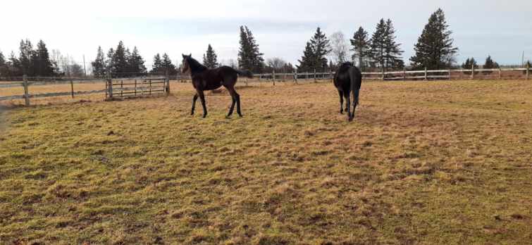 UpBack Farms | 2779 PE-19, Rocky Point, PE C0A 1H2, Canada | Phone: (613) 697-8666