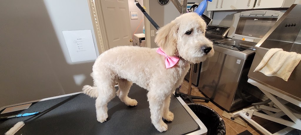 Emilias Pet Grooming & Pet Portraits | 100 Maureen Ave, Welland, ON L3C 4H6, Canada | Phone: (647) 204-0788