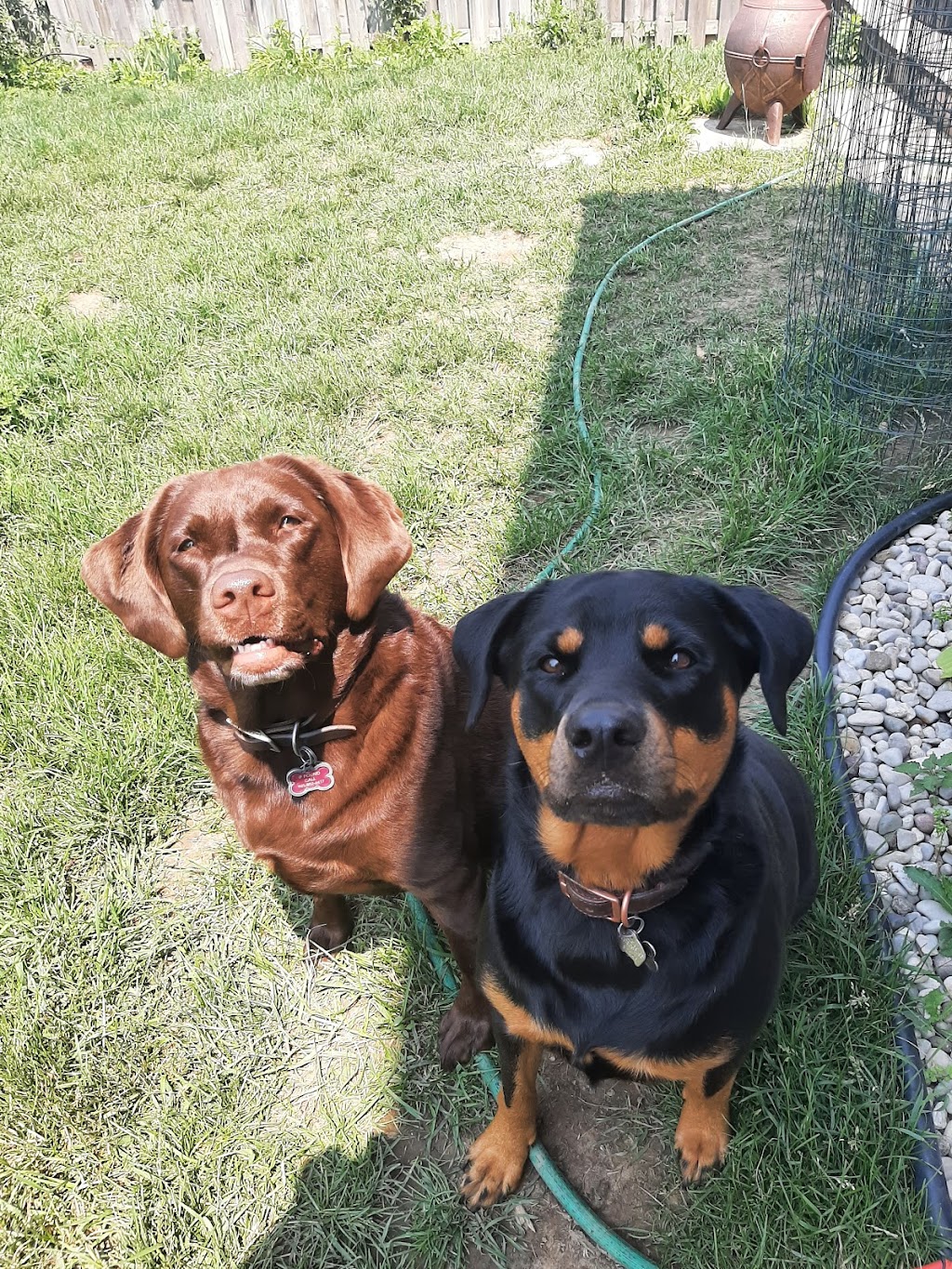 Fusion Pet Service | Magnolia Dr, Hamilton, ON L9C 5Z3, Canada | Phone: (905) 807-3346