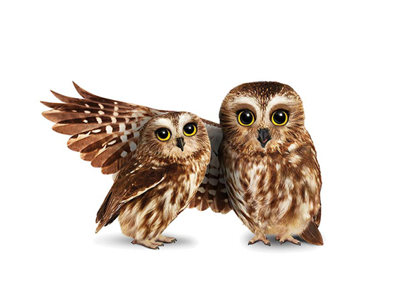 Hotwire Communications- Telus Store | 980 Albion Rd, Etobicoke, ON M9V 1A7, Canada | Phone: (416) 743-3249