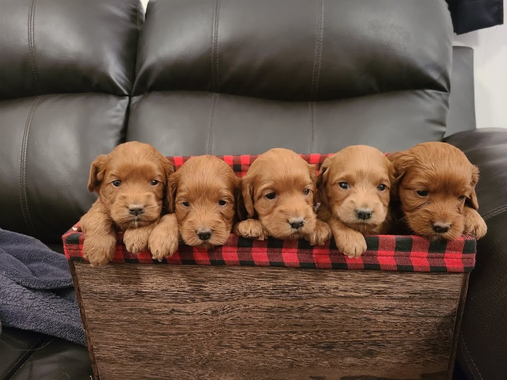 Agape Kennel | 1371 Listowel Rd, Elmira, ON N3B 2Z3, Canada | Phone: (519) 503-5464