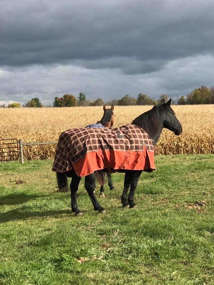 Vanwell Stables | 112 Big Creek Rd, Caledonia, ON N3W 2G9, Canada | Phone: (519) 802-5365