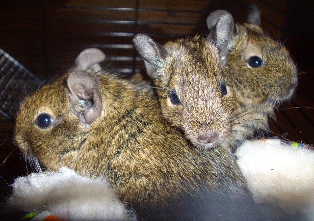 Yale Road Adoptables | 10045 Yale Rd, Avoca, MI 48006, USA