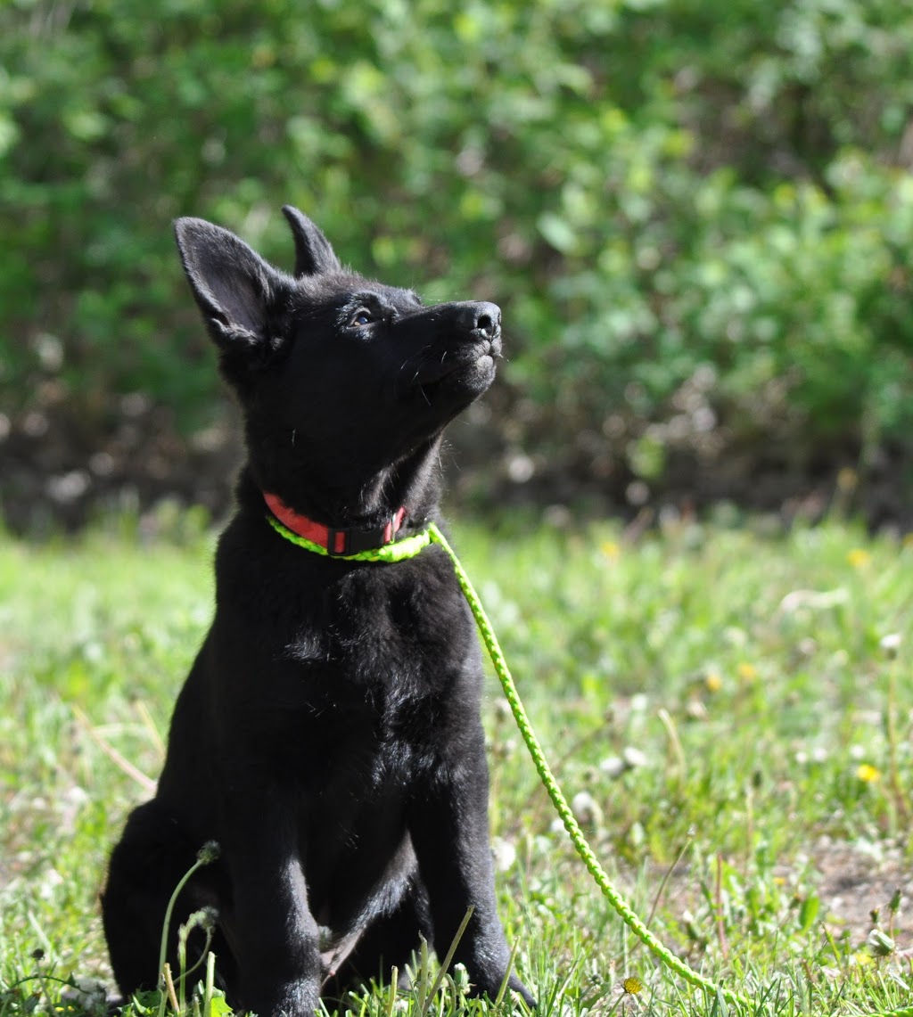 Bridlewood Veterinary Clinic | 26-17107 james McKevitt Rd SW, Calgary, AB T2Y 3Y4, Canada | Phone: (403) 201-6427