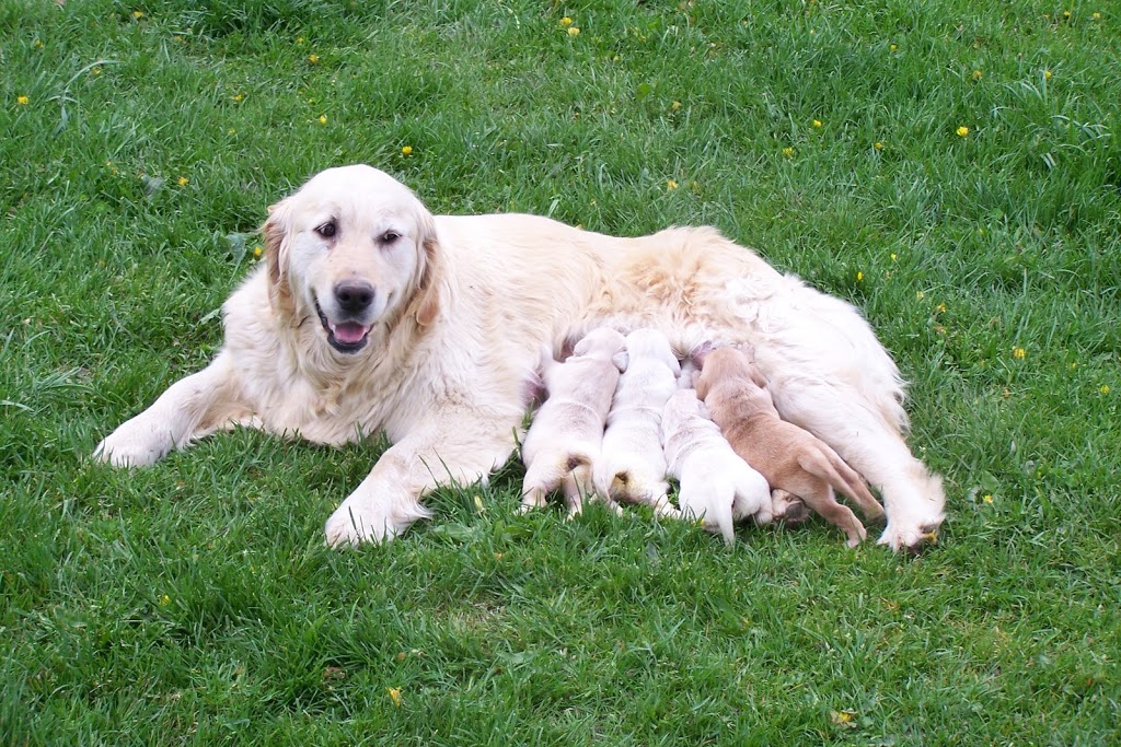 Whispering Acres Golden Retrievers | 415142 41st Line, Embro, ON N0J 1J0, Canada | Phone: (519) 475-0211