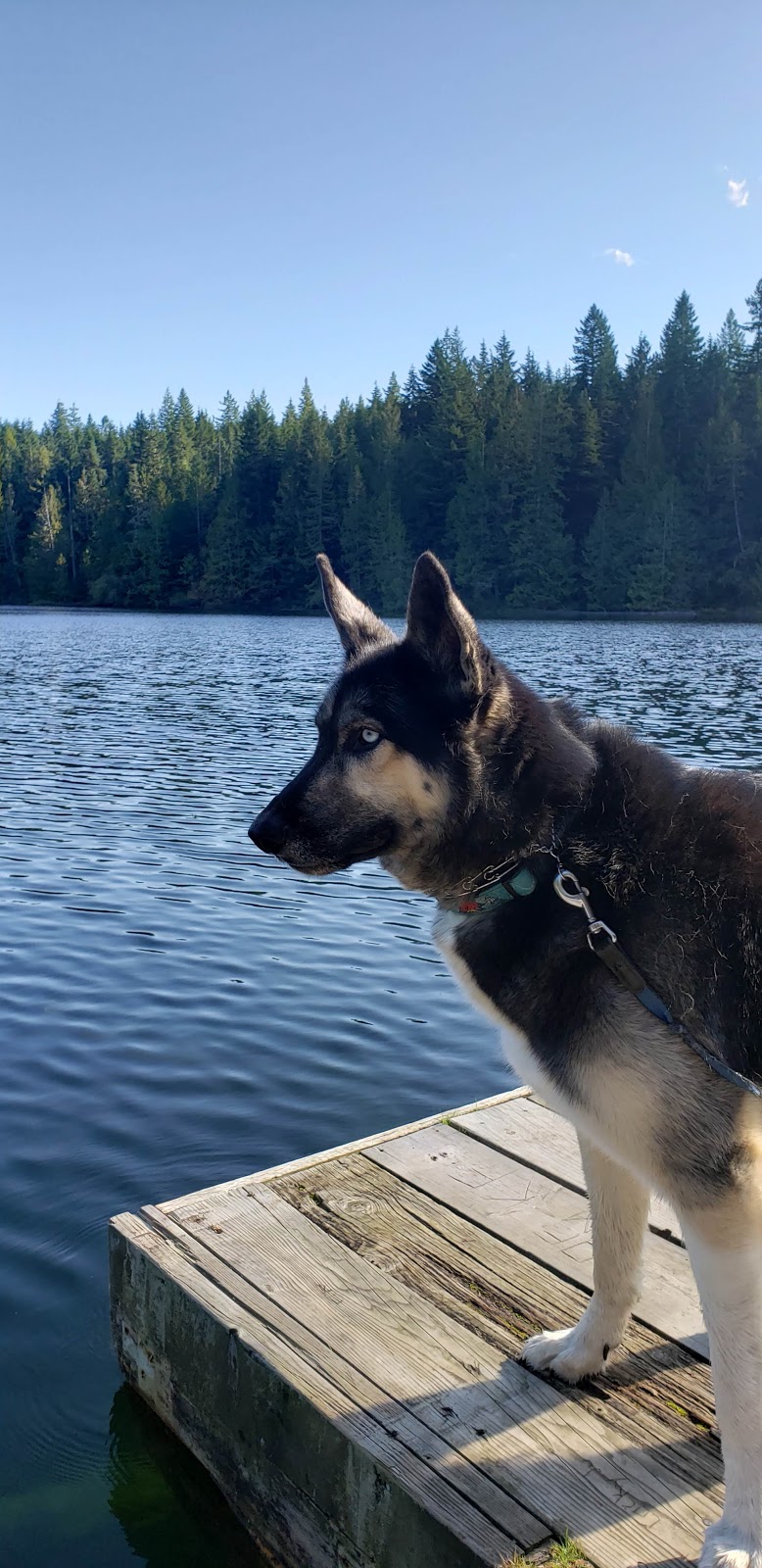 Lizard Lake Camp Ground | Site 18 Harris Main FSR Canada, Pacific Marine Rd, Port Renfrew, BC V0S, Canada | Phone: (250) 701-1976
