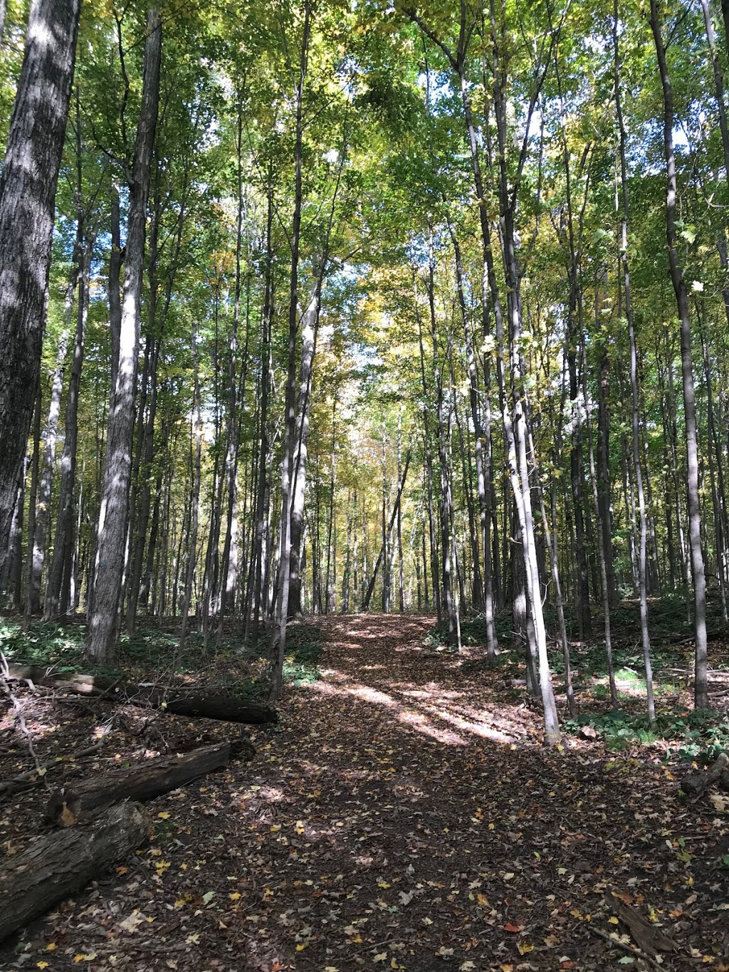Stamm Woodlot | Springwater Dr, Waterloo, ON N2V 2S4, Canada